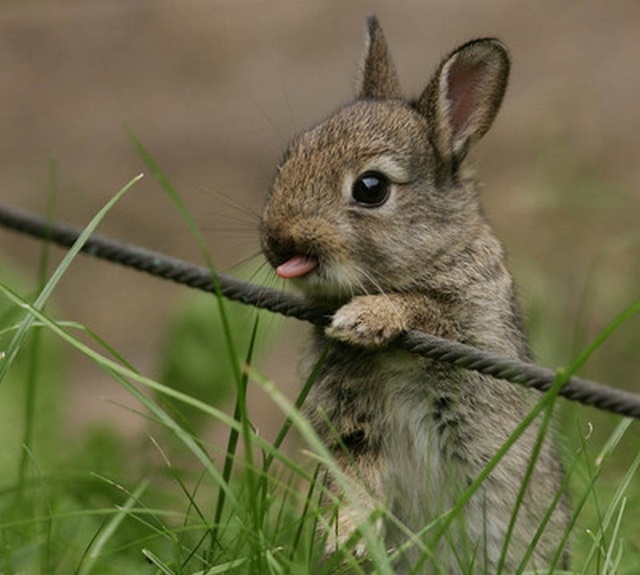 inspecting the tongue of a bunny for damage