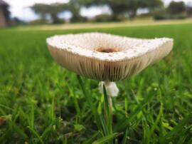 Wild Mushroom in Natural Habitat - Macro Study